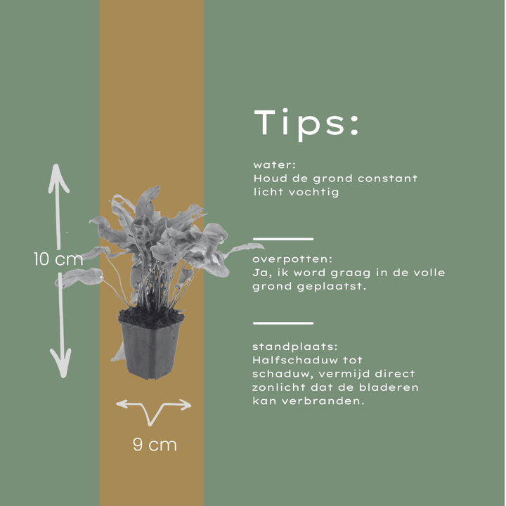 6x Asplenium scolopendrium - ↕10-25cm - Ø9cm