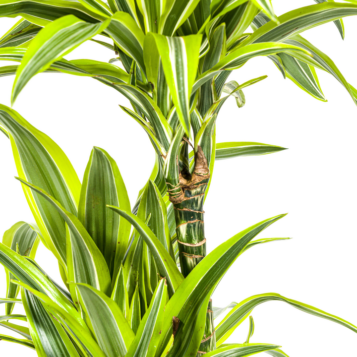 Dracaena Lemon Lime 130-150cm - Striped Foliage with Basket Ø24cm