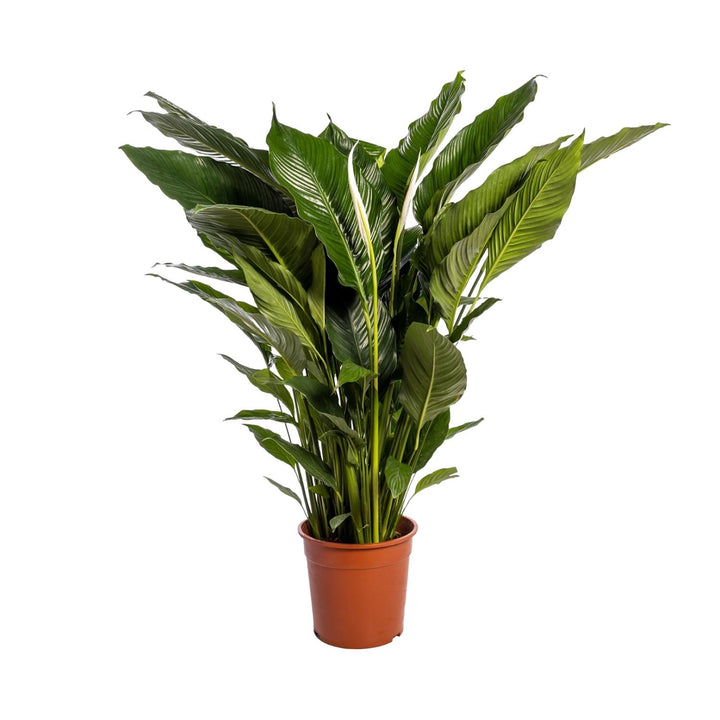 Spathiphyllum 'Sweet Sebastiano' Blanco (Peace Lily): Elegant 110cm Tall, Ø24cm Pot – Air-Purifying & Serene!