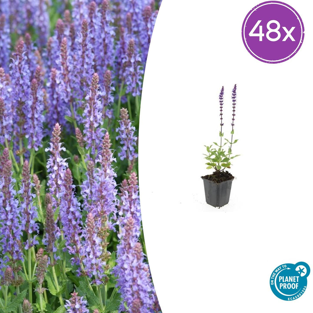 48x Salvia nemorosa 'Caradonna' Purple Perennial - 10-25cm