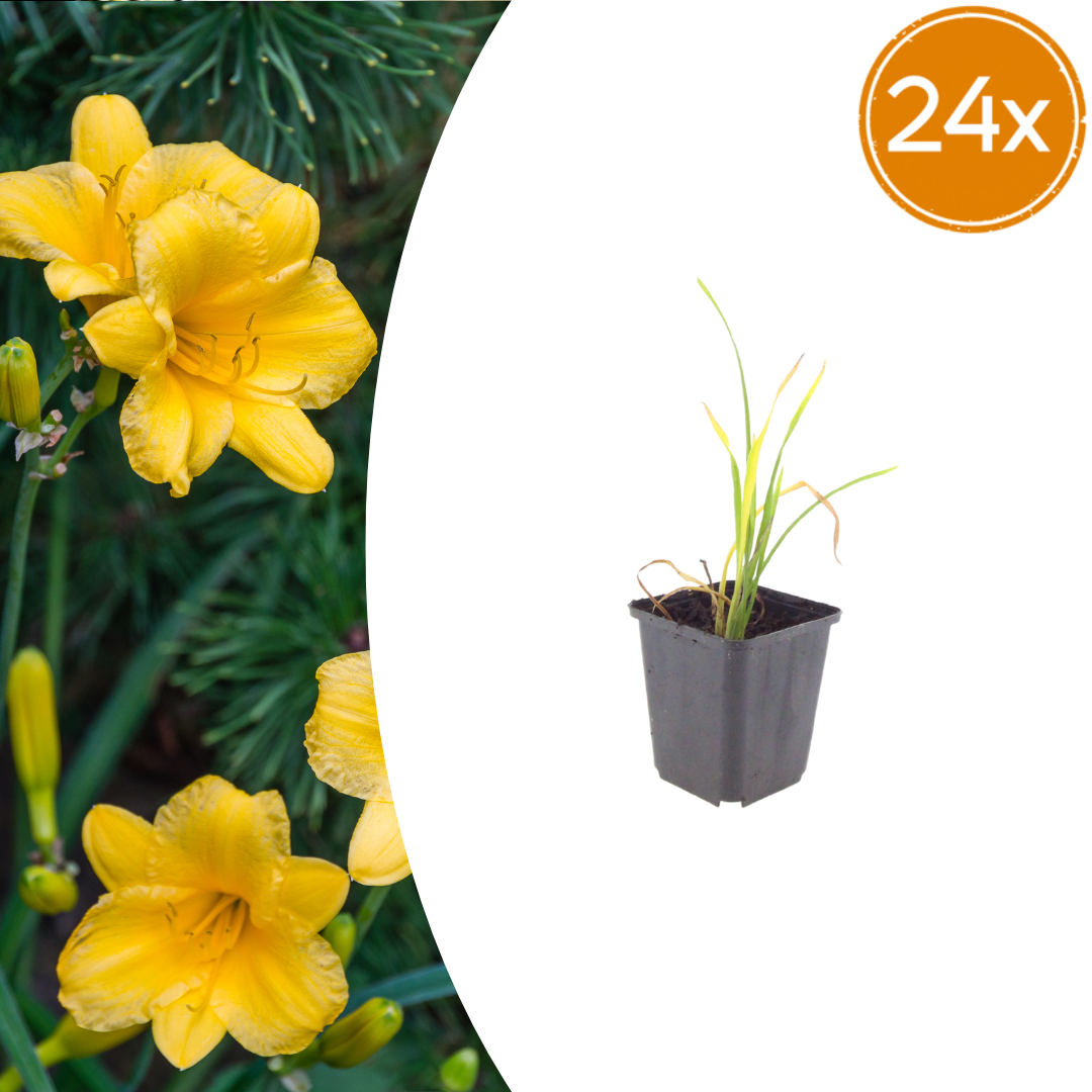 24x Hemerocallis 'Stella de Oro' - ↕10-25cm - Ø9cm