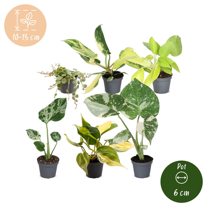 Baby Tropical Mix, six tropical houseplants in 6cm pots, image 5