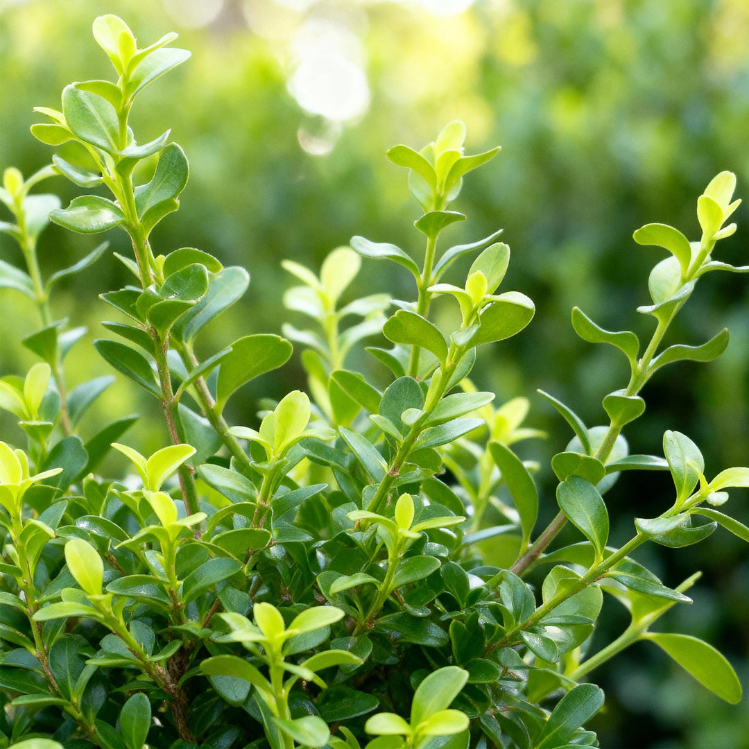 16 BetterBuxus Babylon Beauty box hedging plants in 9cm pots - view 4