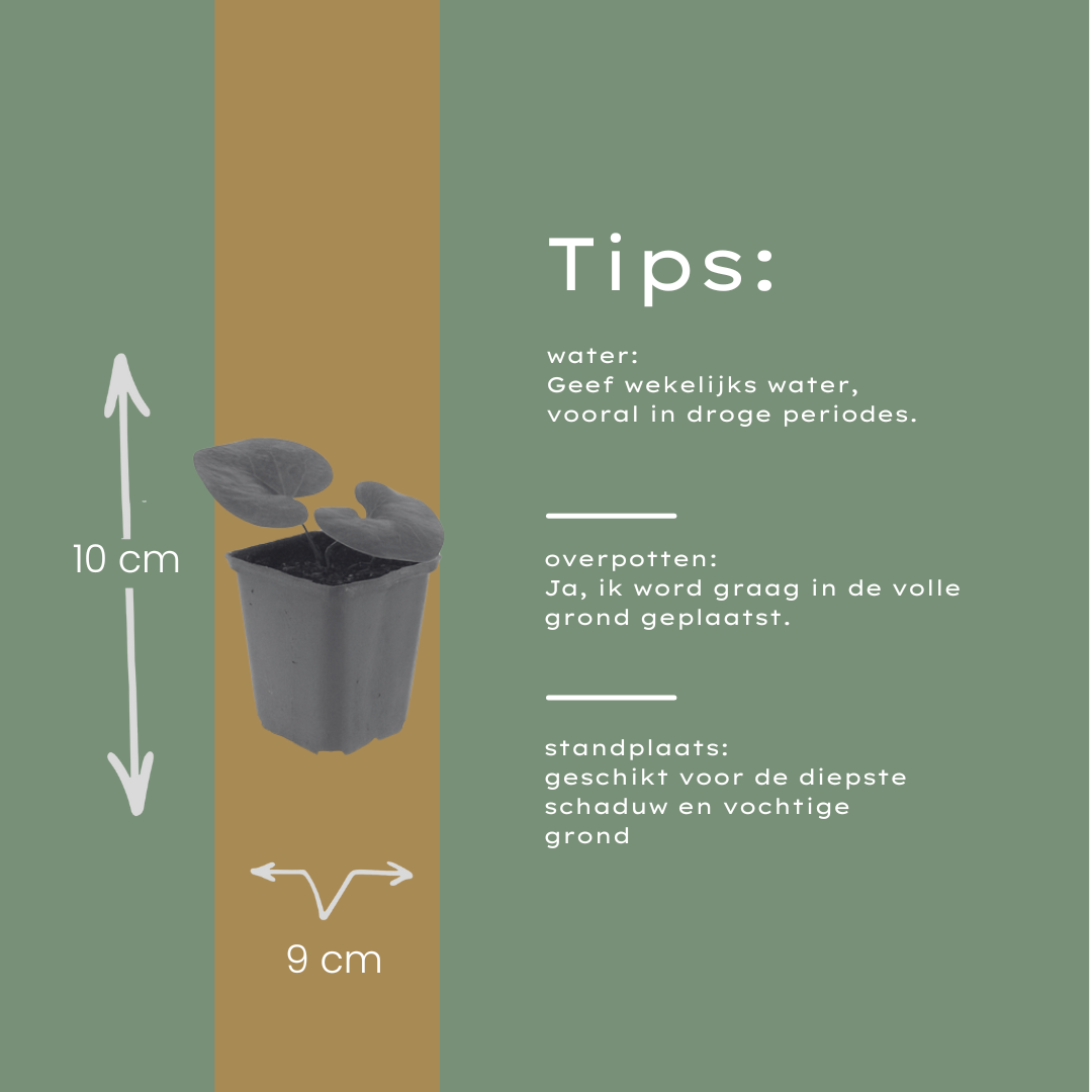 6x Asarum europaeum - ↕10-25cm - Ø9cm