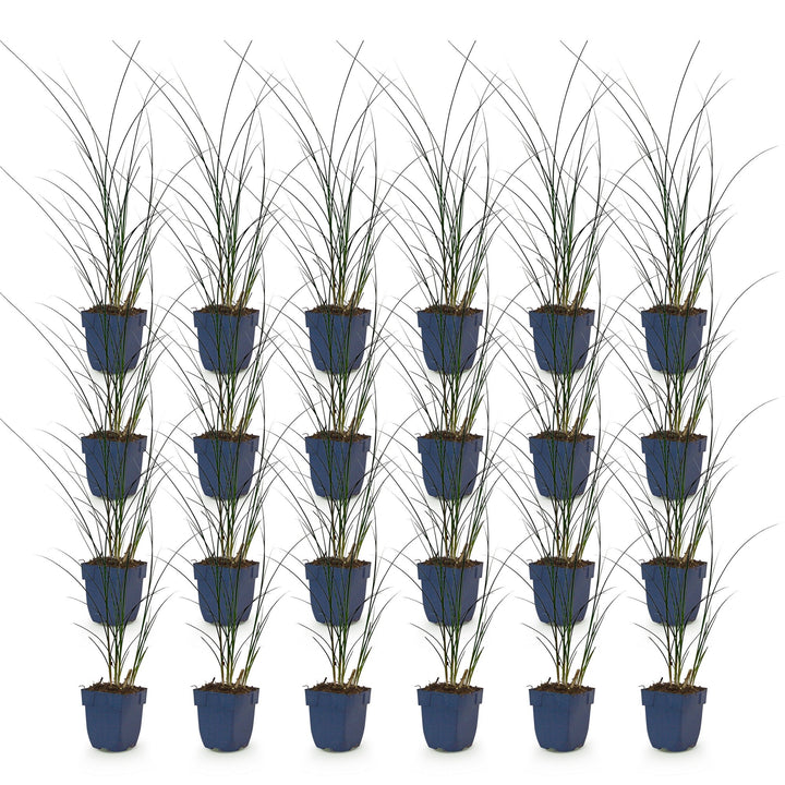 Pack of 24 Miscanthus sinensis 'Gracillimus' maiden grass plants in 11cm pots - view 2