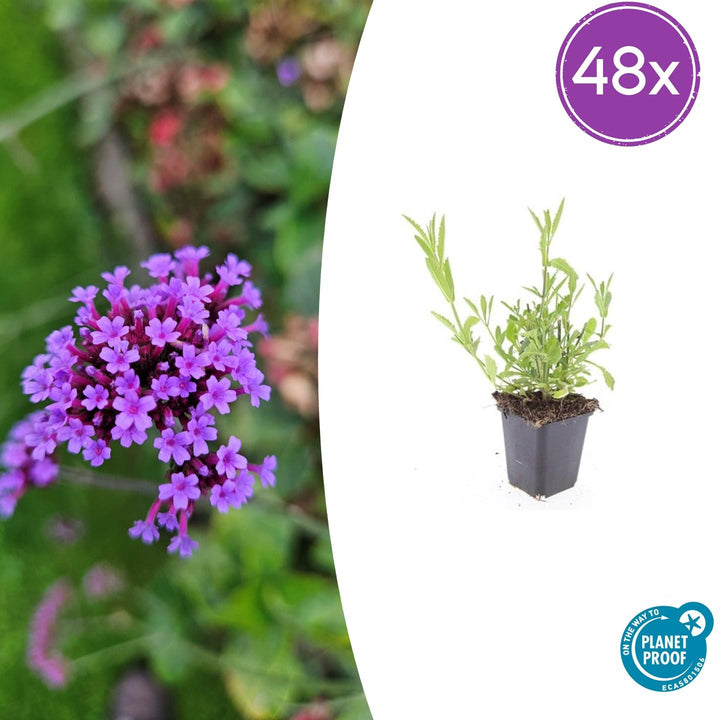 48x Verbena bonariensis - ↕10-25cm - Ø9cm
