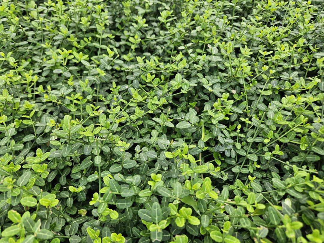 48x Euonymus fortunei 'Minimus' - Compact Evergreen Ground Cover - 10-25cm