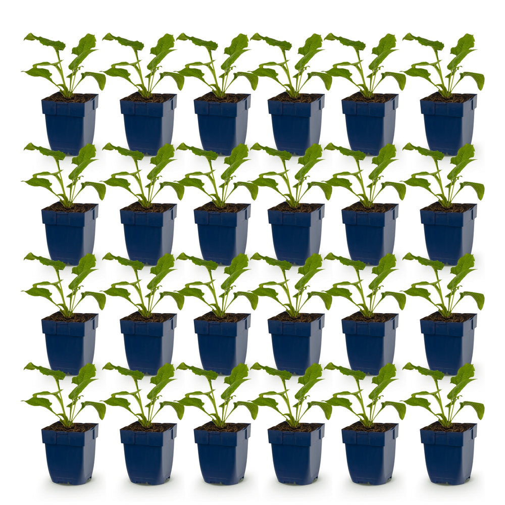 24x Echinacea purpurea Alba white coneflower plants in 11cm pots - view 2