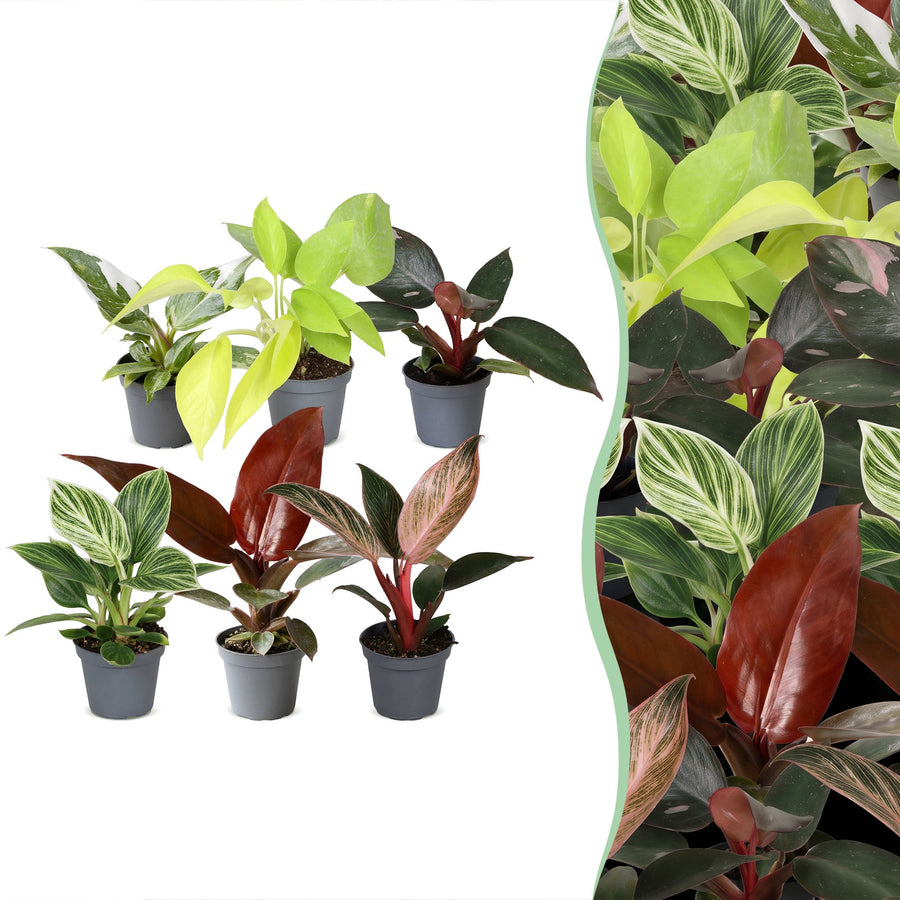Baby Philodendron Family, pack of 6 tropical plants in 6cm pots