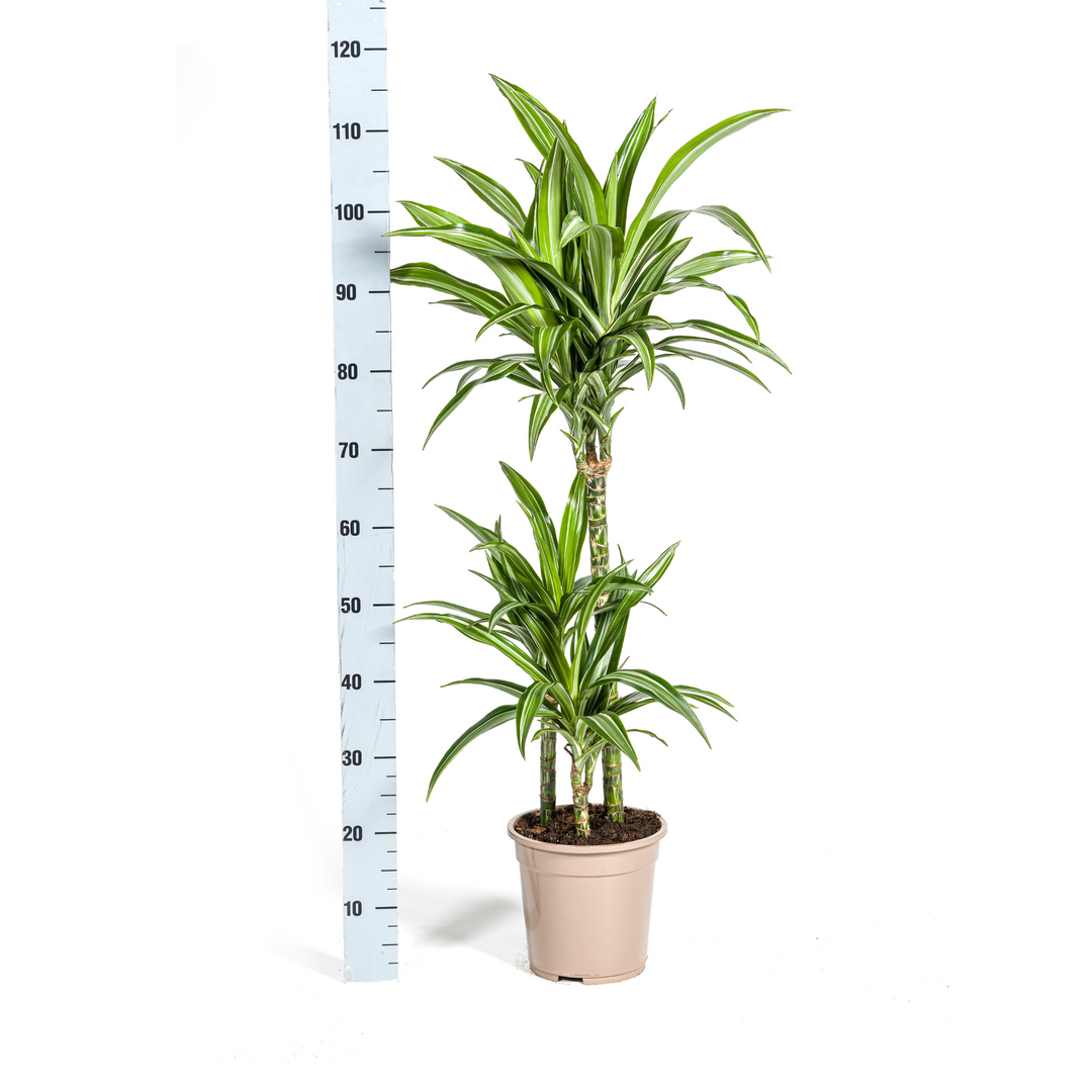 Dracaena Deremensis White Stripe 90-110cm — Dragon Tree in 21cm pot, with basket