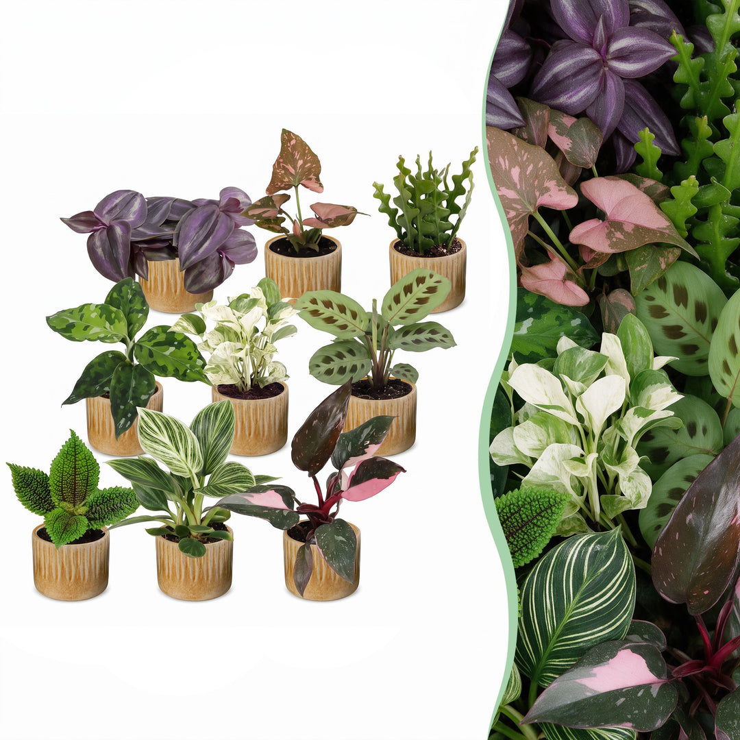 Baby Plants Surprise Box, pack of 9 tropical mini plants