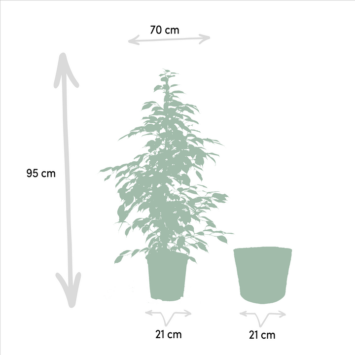 Ficus benjamina Goldenking - Ø21cm - ↕95cm + Basket Selin