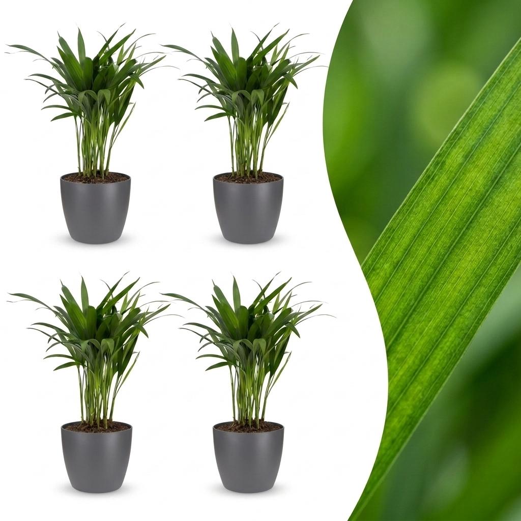 Areca Lutescens - Areca Palm - 4 Plants - with Potter Grijs - Pot 12cm - Height - 45cm