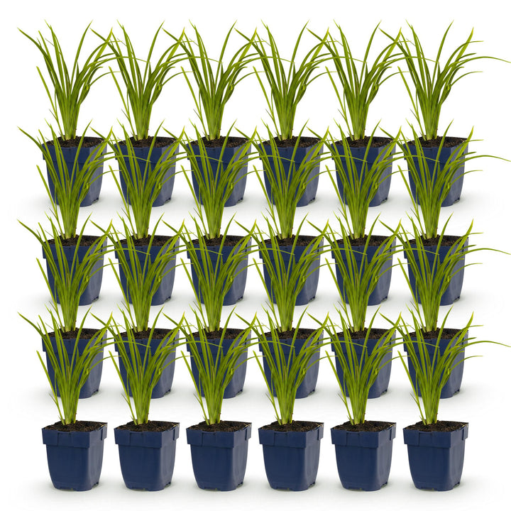24 Hemerocallis 'Autumn Red' daylily plants in 11cm pots, 15-25cm tall - view 2