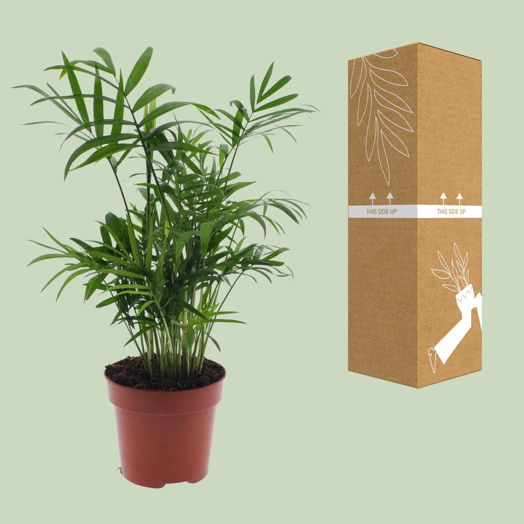 Chamaedorea Elegans Palm 40cm - Indoor Dwarf Mountain Palm Plant
