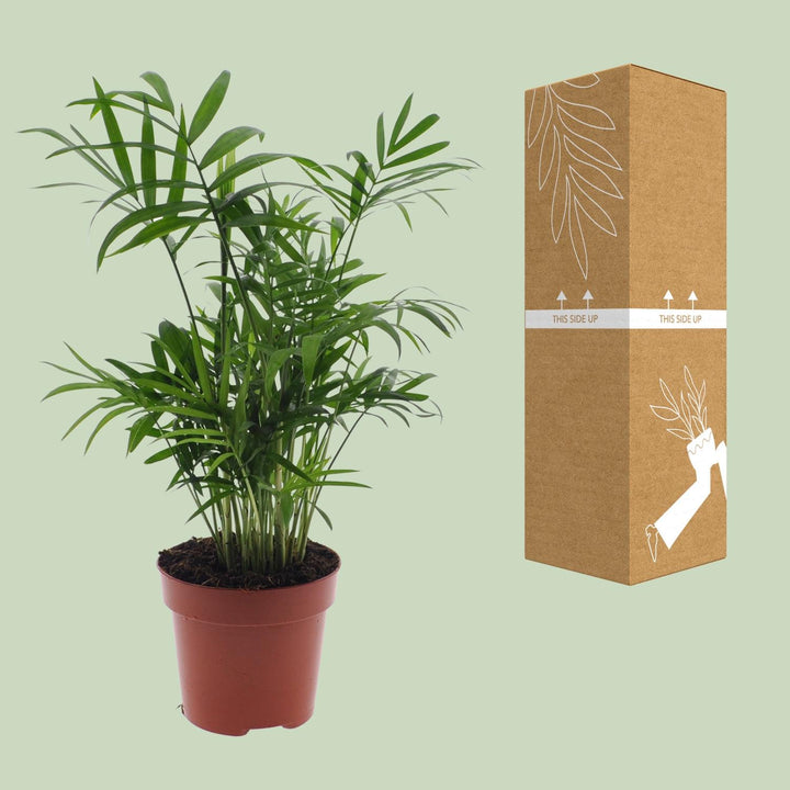 Chamaedorea Elegans Palm 40cm - Indoor Dwarf Mountain Palm Plant