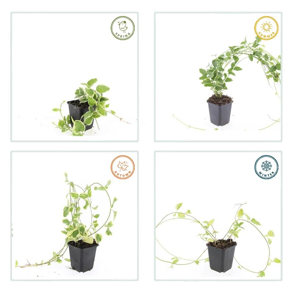 60x Variegated Vinca Major - Evergreen Ground Cover - 10-25cm - Ø9cm