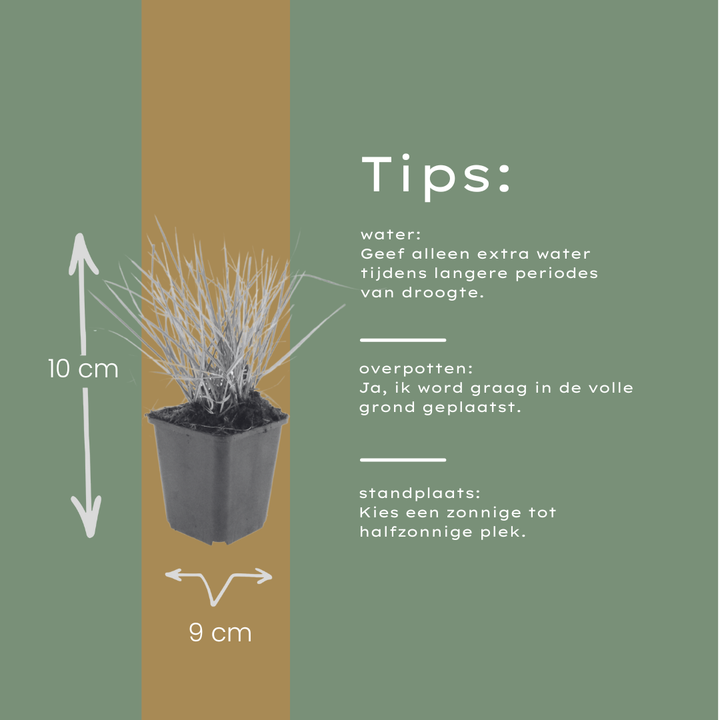 60x Sesleria autumnalis - ↕10-25cm - Ø9cm