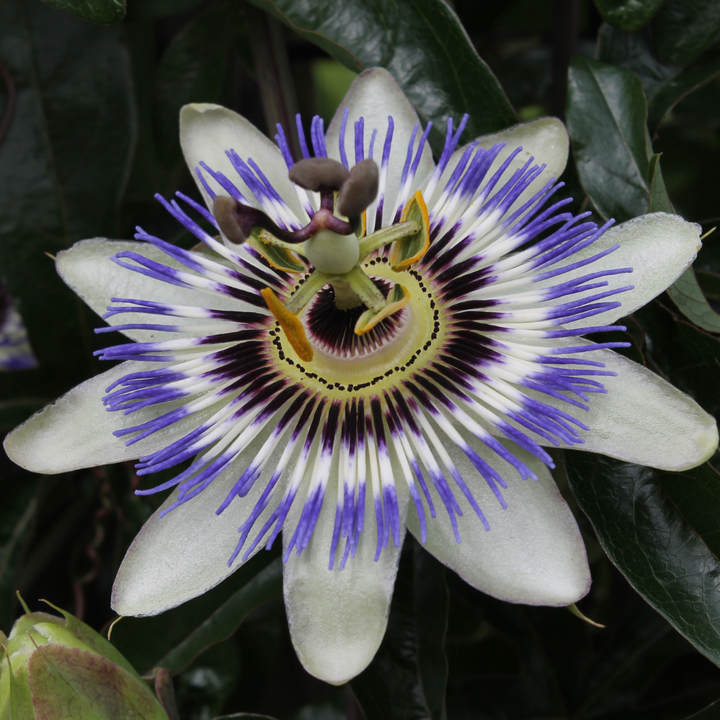 6x Passiflora caerulea (Passion Flower) – P9 Pot – Exotic Flowering Climbing Plant