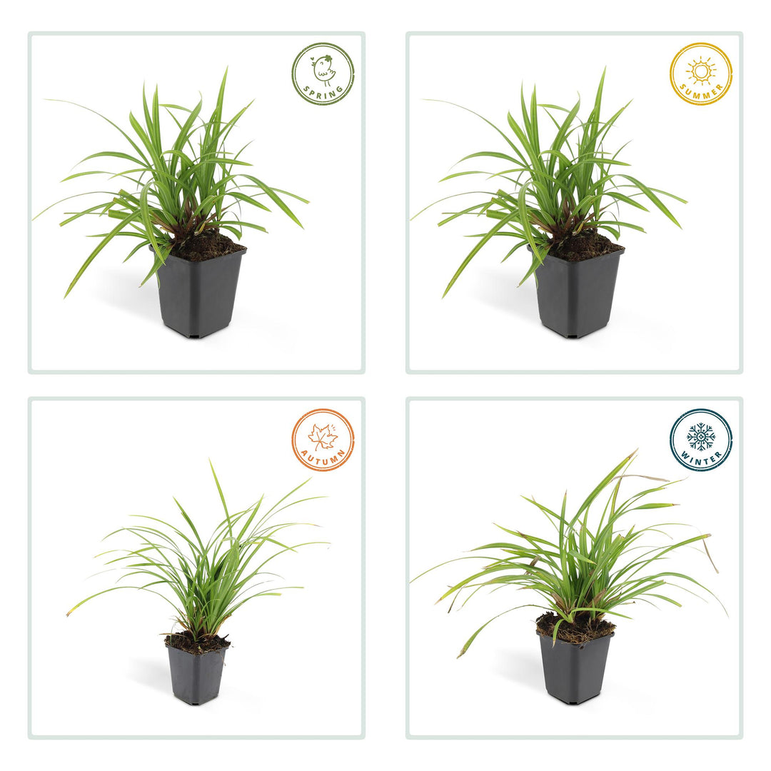 Carex Morrowi Irish Green - Evergreen Groundcover Plants 60 Pack