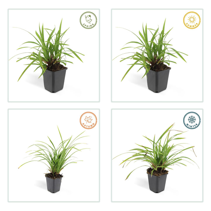 Carex Morrowi Irish Green - Evergreen Groundcover Plants 60 Pack