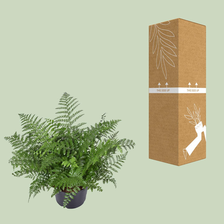 Asplenium Parvati Fern 55cm - Low Light Houseplant Ø23cm Pot