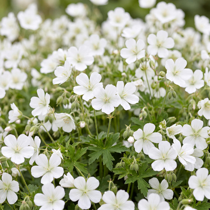 24 Geranium sanguineum 'Album' white cranesbill plants in 11cm pots - view 5