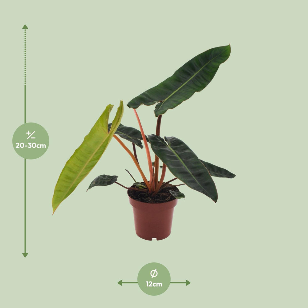 Philodendron Billietiae indoor houseplant in a 12cm pot, featuring vibrant green leaves, by Everspring.
