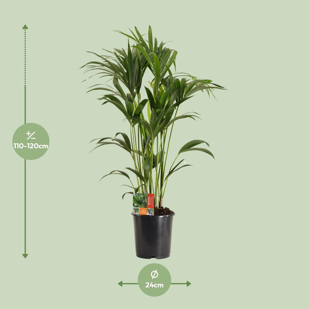 Kentia Palm Howea Forsteriana 120cm - Large Indoor Palm Plant
