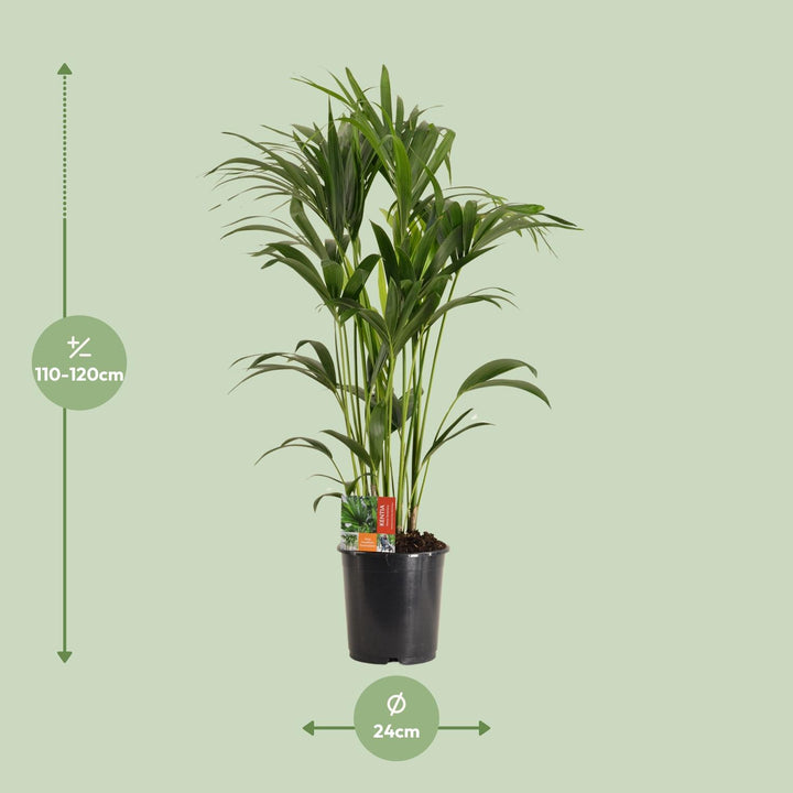 Kentia Palm Howea Forsteriana 120cm - Large Indoor Palm Plant