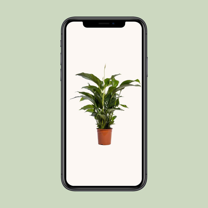 Spathiphyllum 'Bellini' (Peace Lily): Elegant 100cm Tall, Ø24cm Pot – Air-Purifying & Serene!