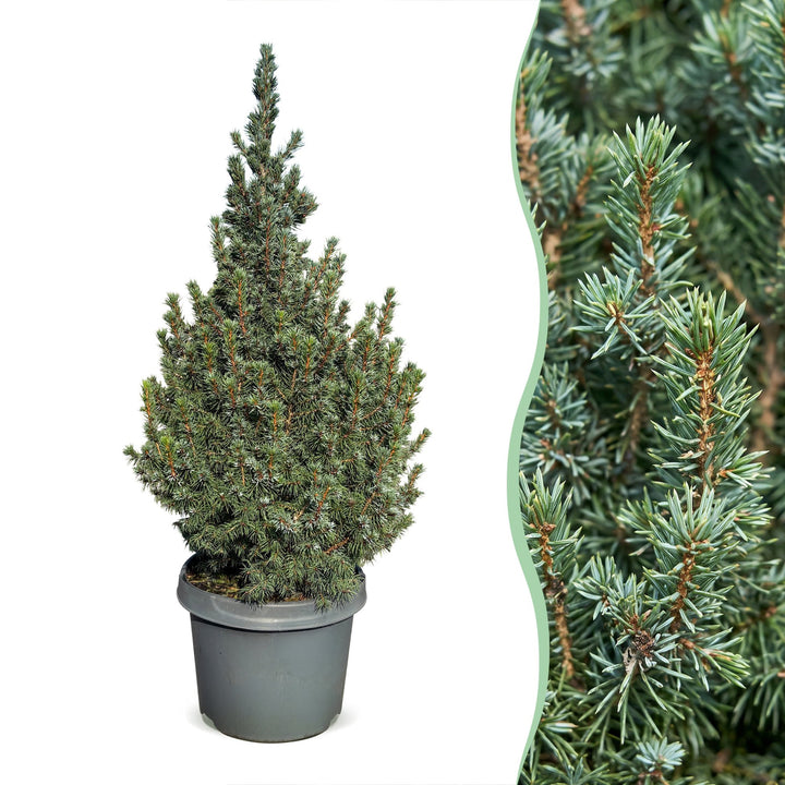Picea glauca Sander's Blue Blue Alberta Spruce Christmas tree, approx. 60 cm tall