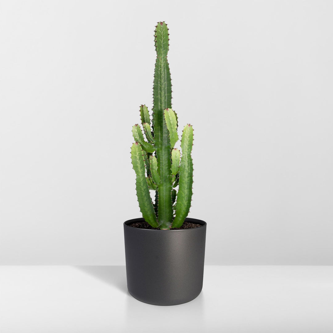Euphorbia Acrurensis Cactus Plant - 24cm Pot - 60cm Height