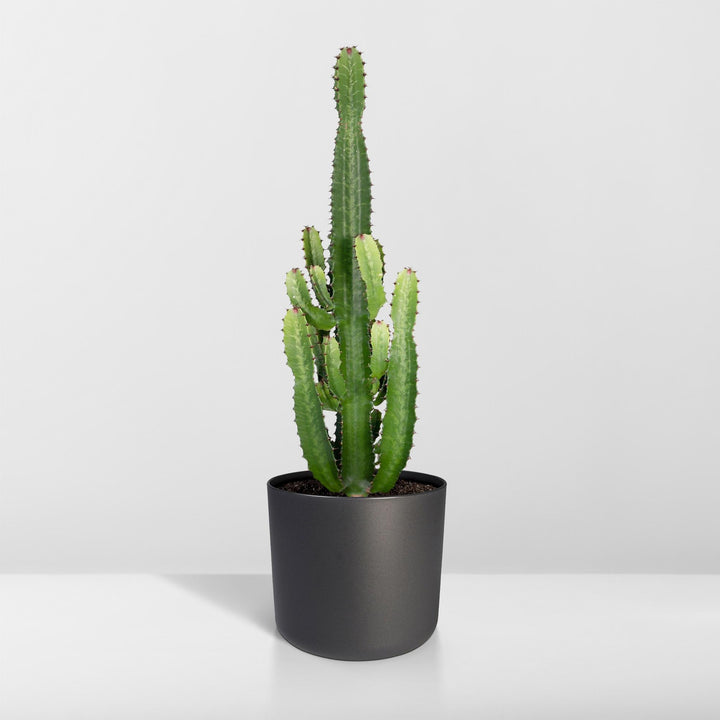 Euphorbia Acrurensis Cactus Plant - 24cm Pot - 60cm Height