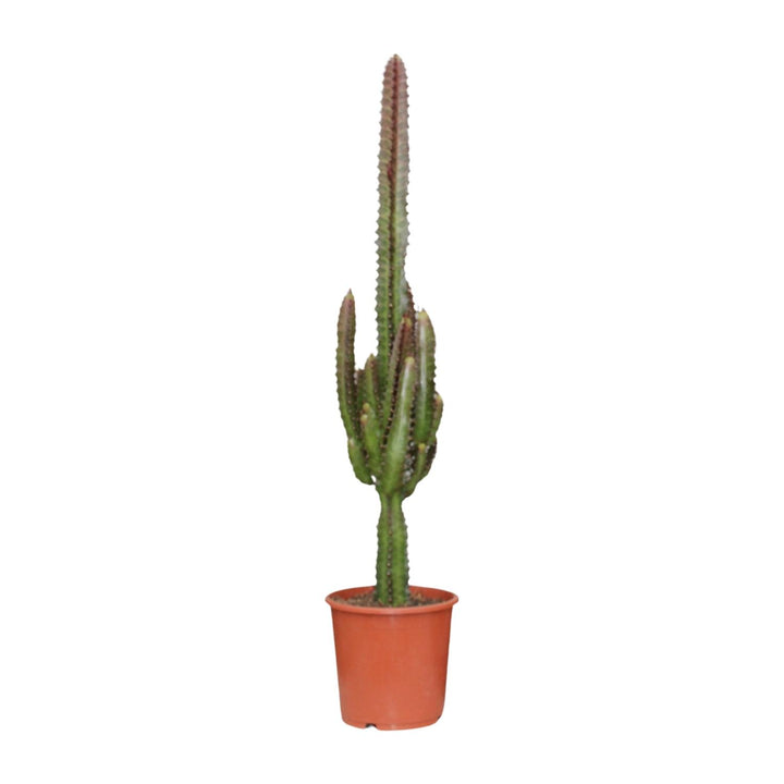Euphorbia Trigona Rubra 70cm — African Milk Tree in 17cm pot