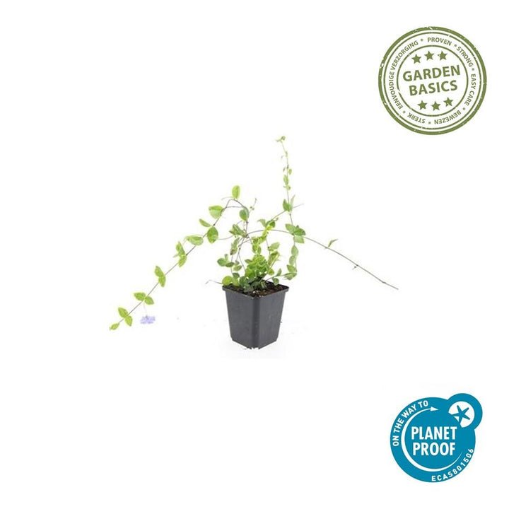 Vinca minor 'Blue and Gold' plant in 9cm pot, featuring green foliage and blue flowers, by Everspring.