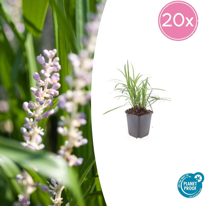 Liriope Muscari Monroe White 20-Pack - Evergreen Groundcover 10-25cm
