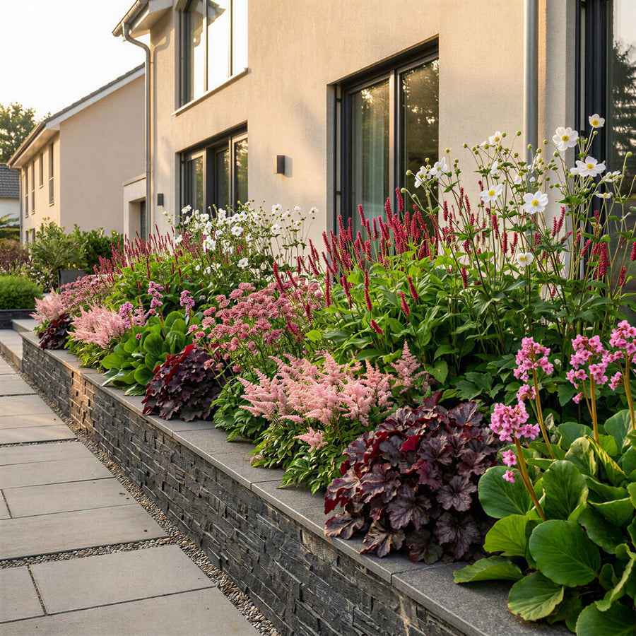 Border pack of 24 mixed shade perennials in 11cm pots