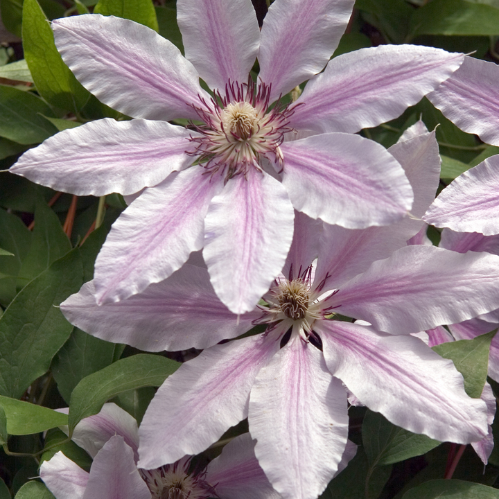 Clematis 'Hagley Hybrid', view 4