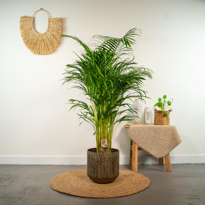 Areca Palm Plant 130cm - Air Purifying Indoor Houseplant