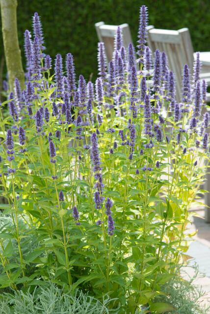 40x Agastache 'Black Adder' - ↕10-25cm - Ø9cm full-plant overview, healthy foliage and strong roots