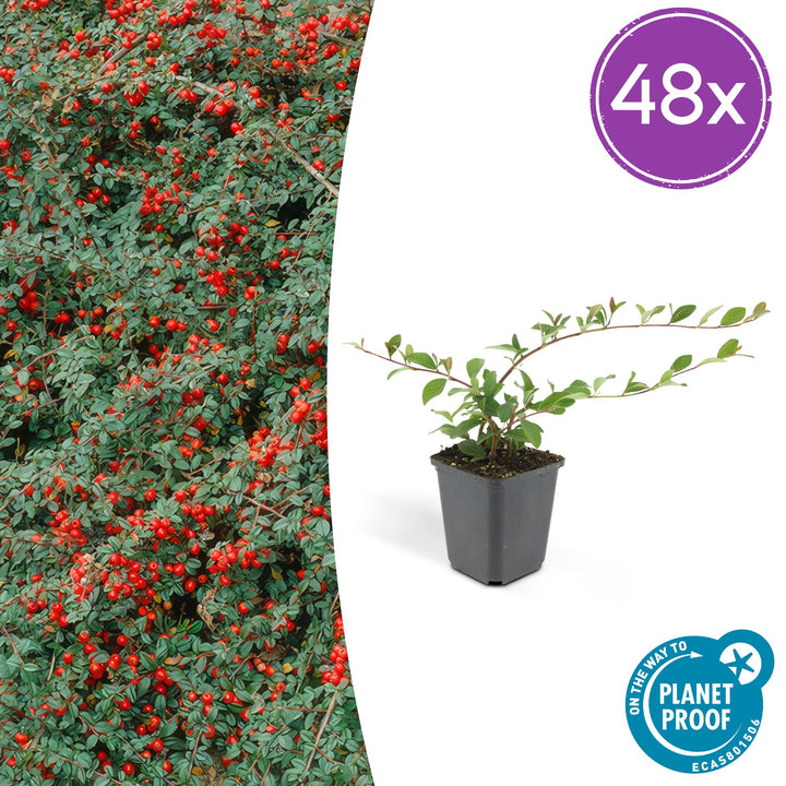 48x Cotoneaster dammeri 'Major' Ground Cover - Hardy Evergreen - 25cm