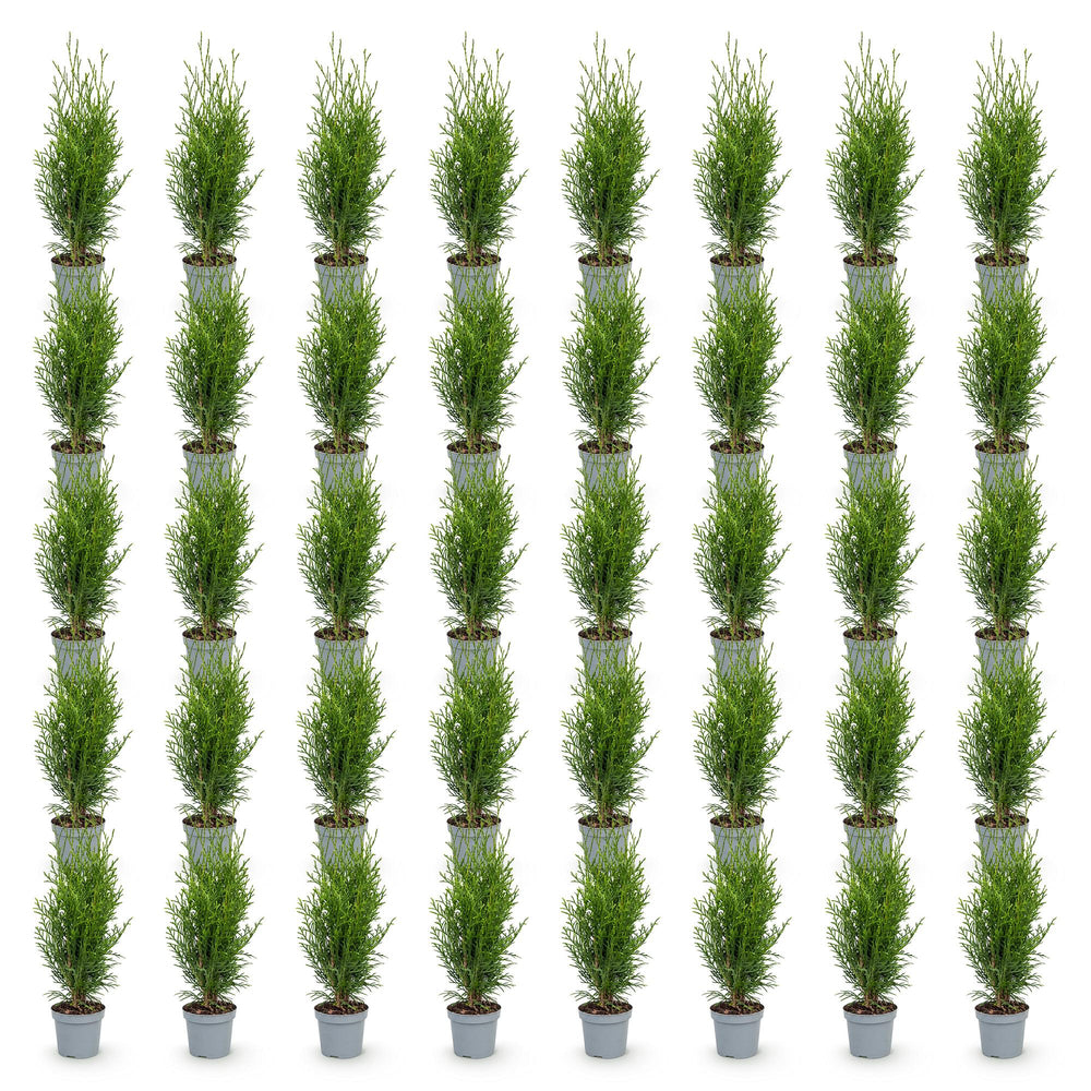 40 Thuja occidentalis 'Smaragd' hedging plants in 9cm pots, 20-30cm tall - view 2