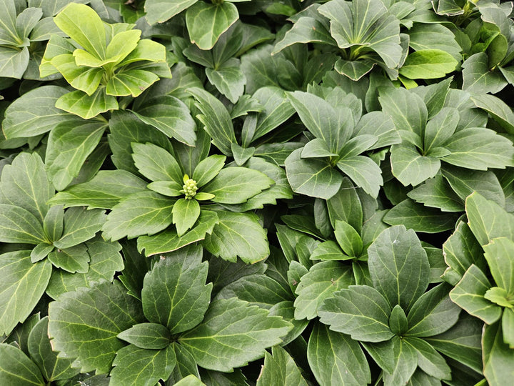 40x Pachysandra terminalis - Evergreen Ground Cover - 10-25cm