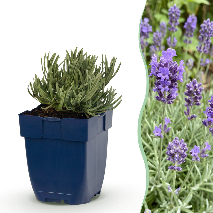 Lavandula angustifolia 'Dwarf Blue' lavender, pack of 24 plants in 11cm pots