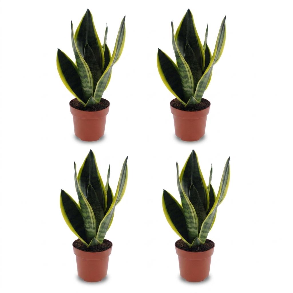 Sansevieria Future Superb - Snake Plant - 4 Plants - Pot 12cm - Height - 35cm