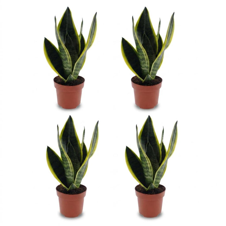 Sansevieria Future Superb - Snake Plant - 4 Plants - Pot 12cm - Height - 35cm