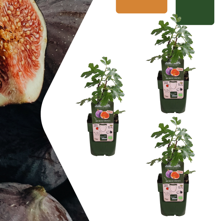 3 Everspring biological fig trees in 13 cm pots, 20 cm tall, featuring green leaves and ripe figs.
