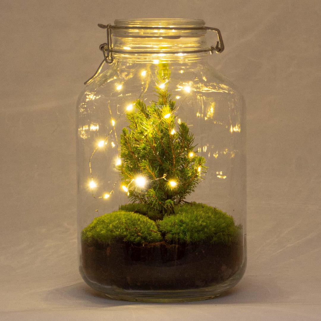 DIY Christmas terrarium kit, jar 18cm wide and 28cm tall, with mini conifer and moss