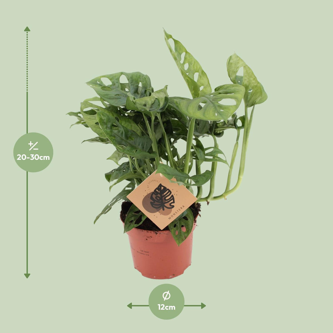 Monstera Deliciosa Plant 12cm Pot - Swiss Cheese Plant 30cm